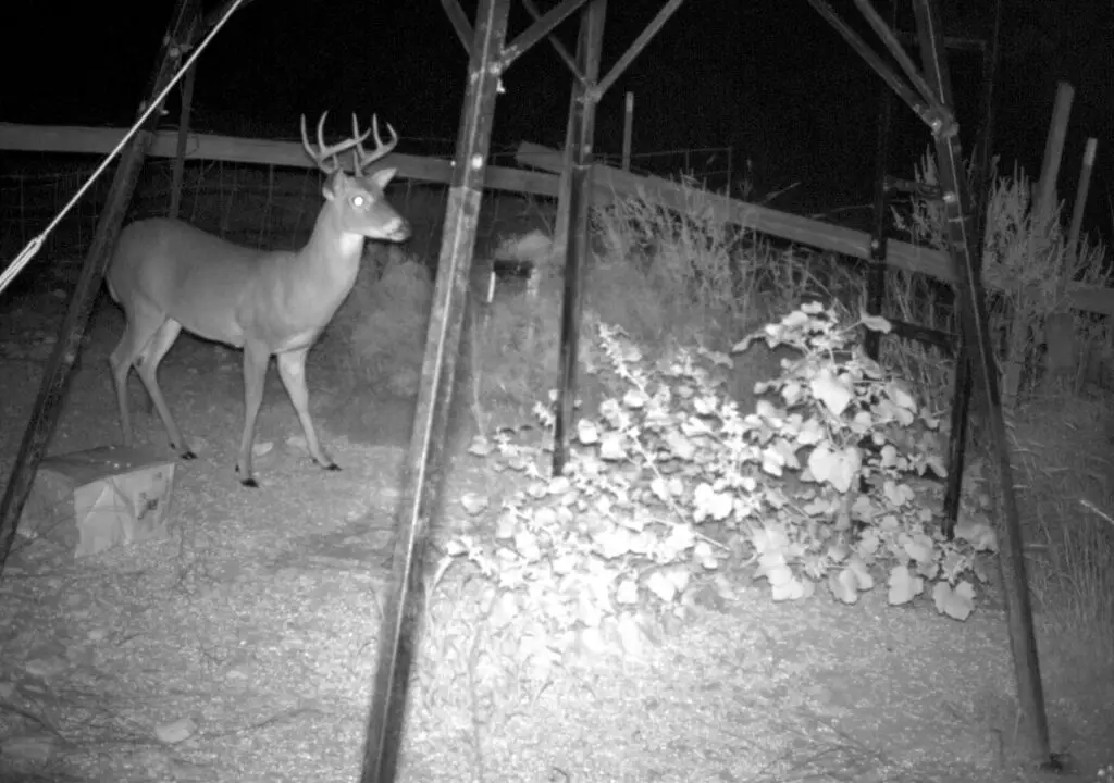 Night Vision Camera for Hunting